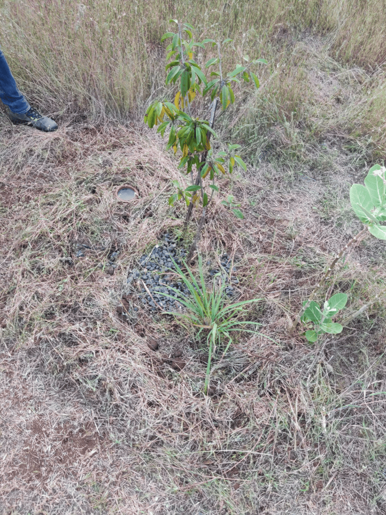 fruit tree before installing pitcher irrigation