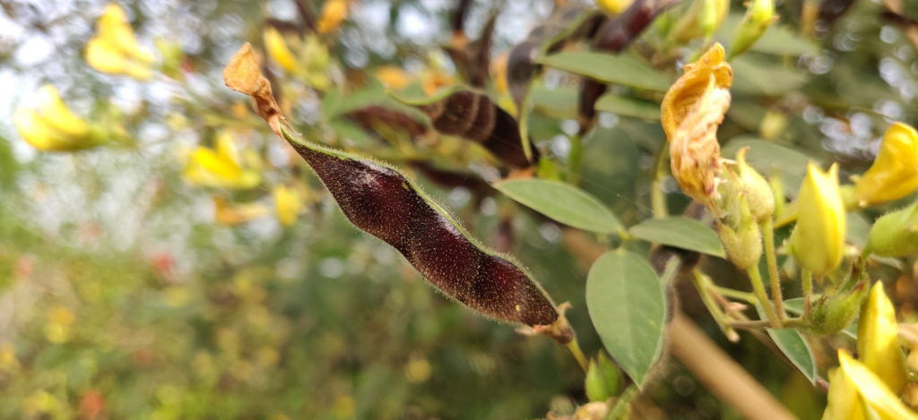 seed pods of pigeon pea