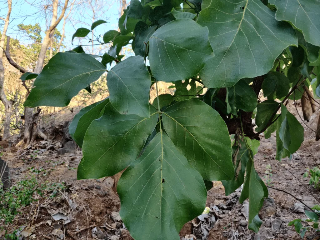 palash leaves