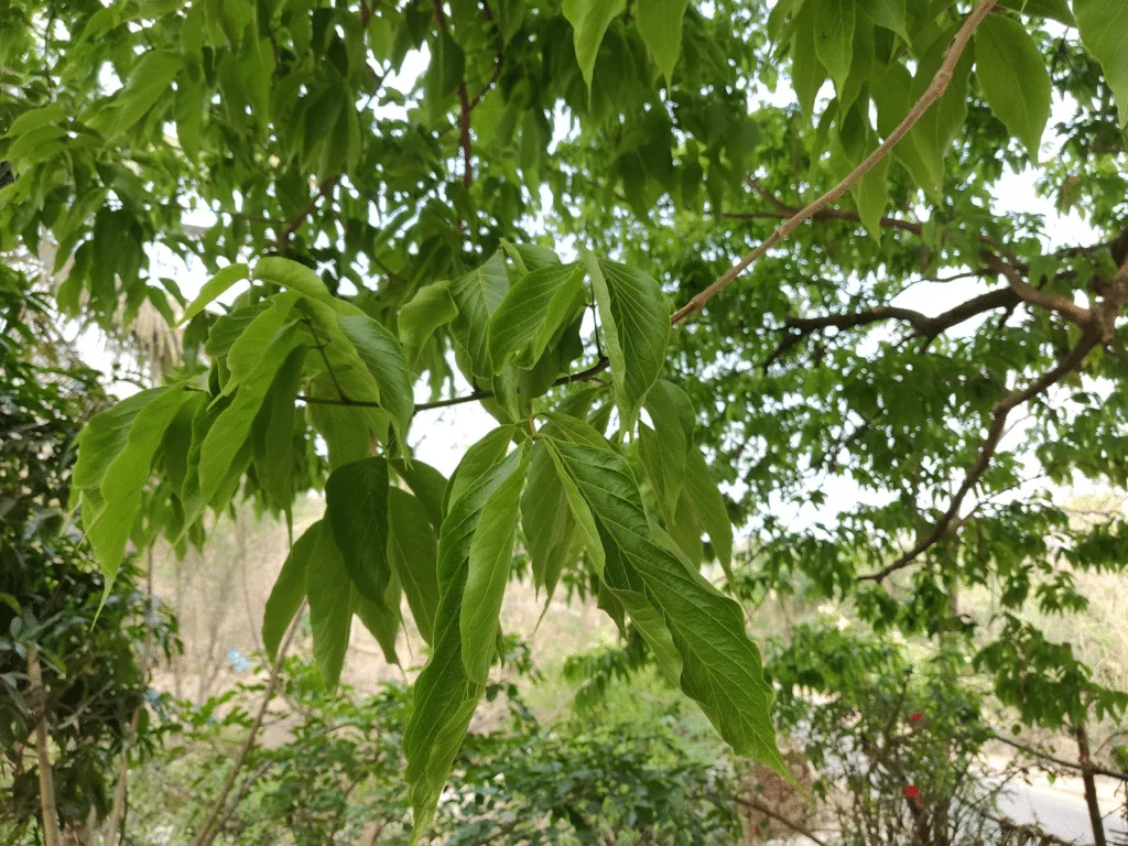 soapnut leaf