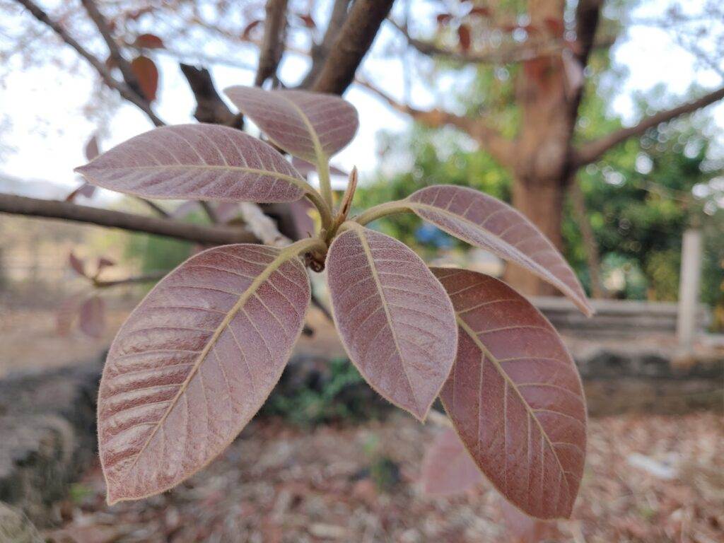 mahua leaf