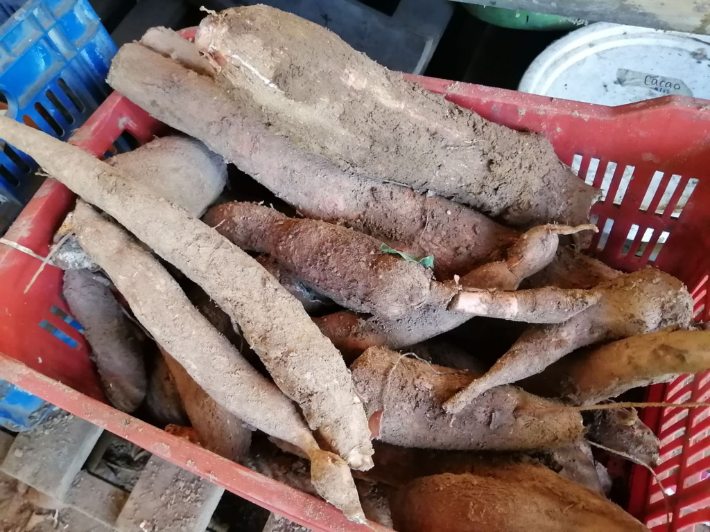 basket of cassava