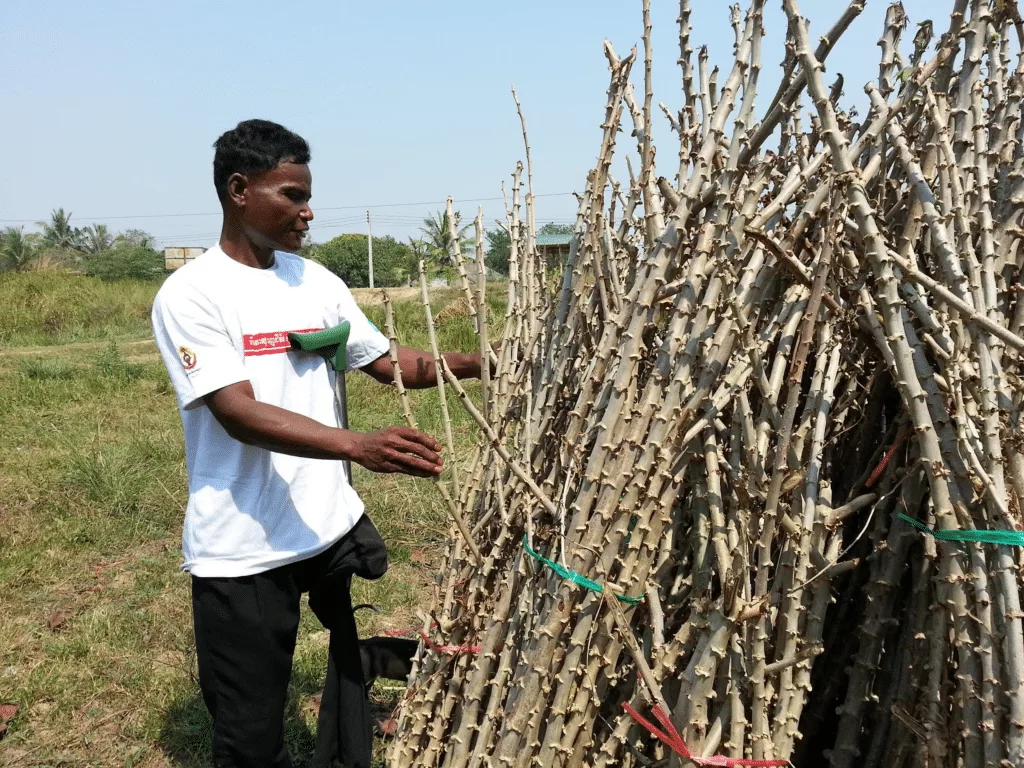 farmer with bundles of cassava stems