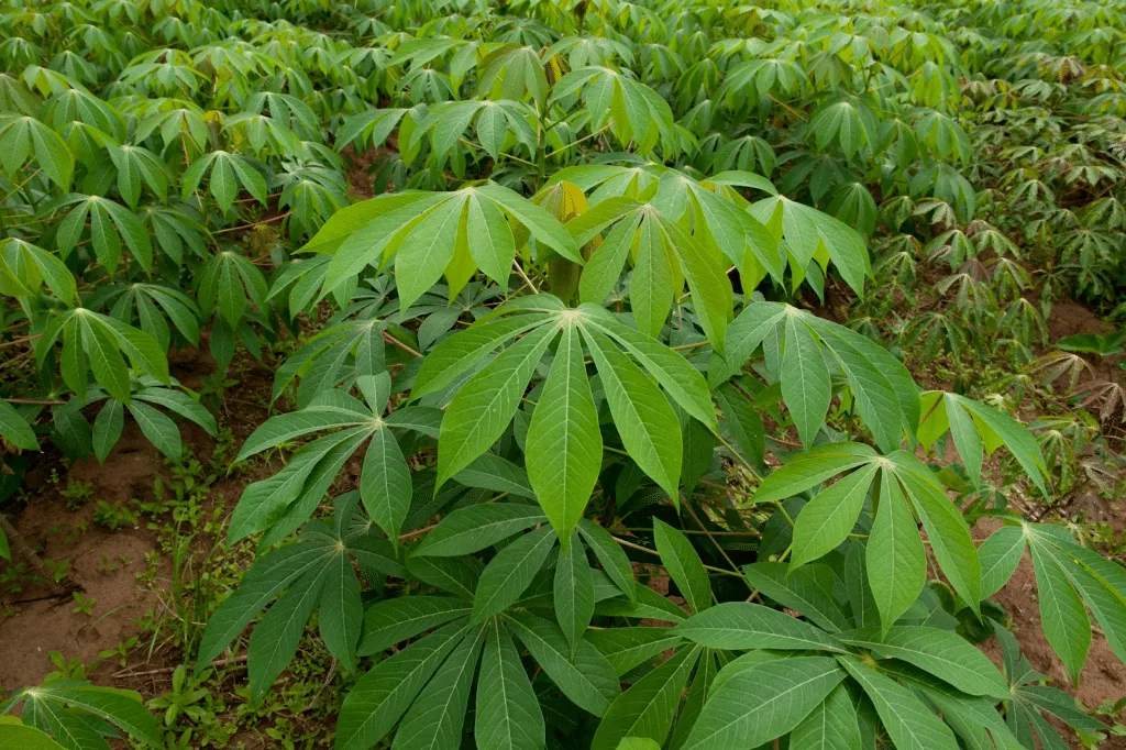 established cassava plants
