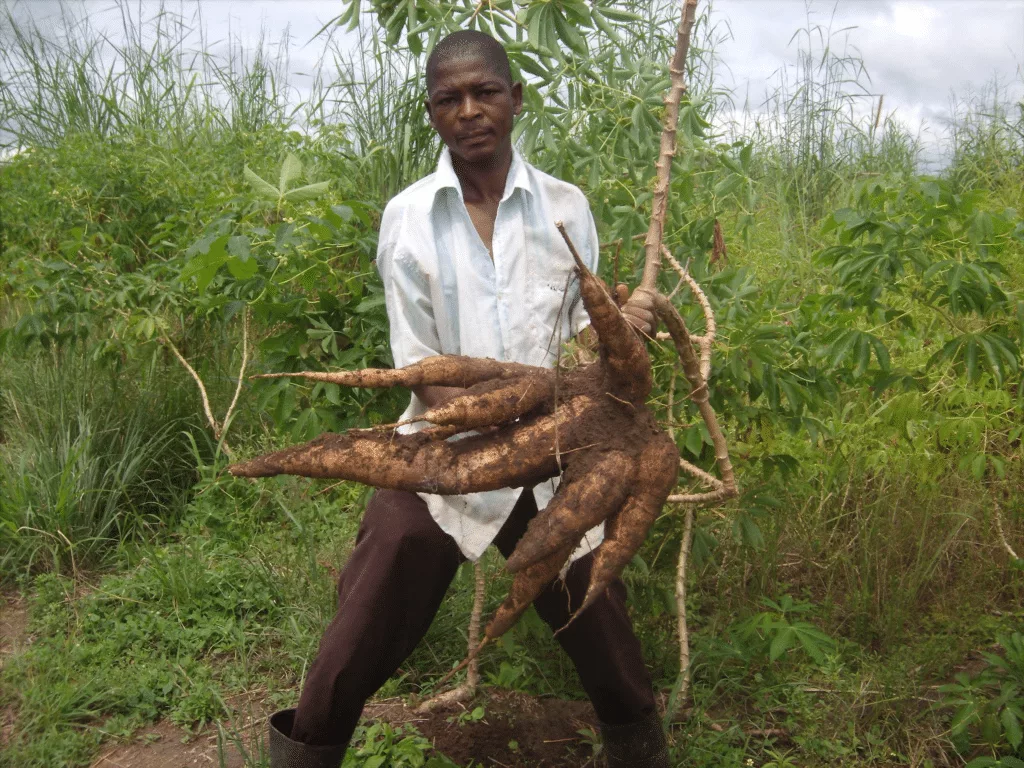 farmer with harvested cassava