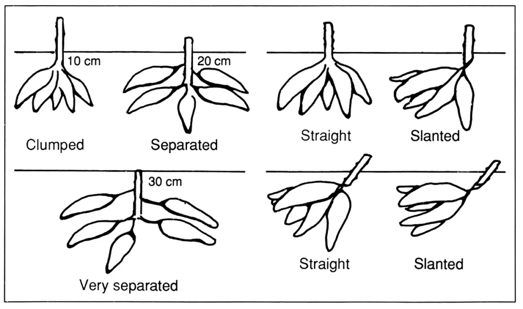 different planting methods of cassava