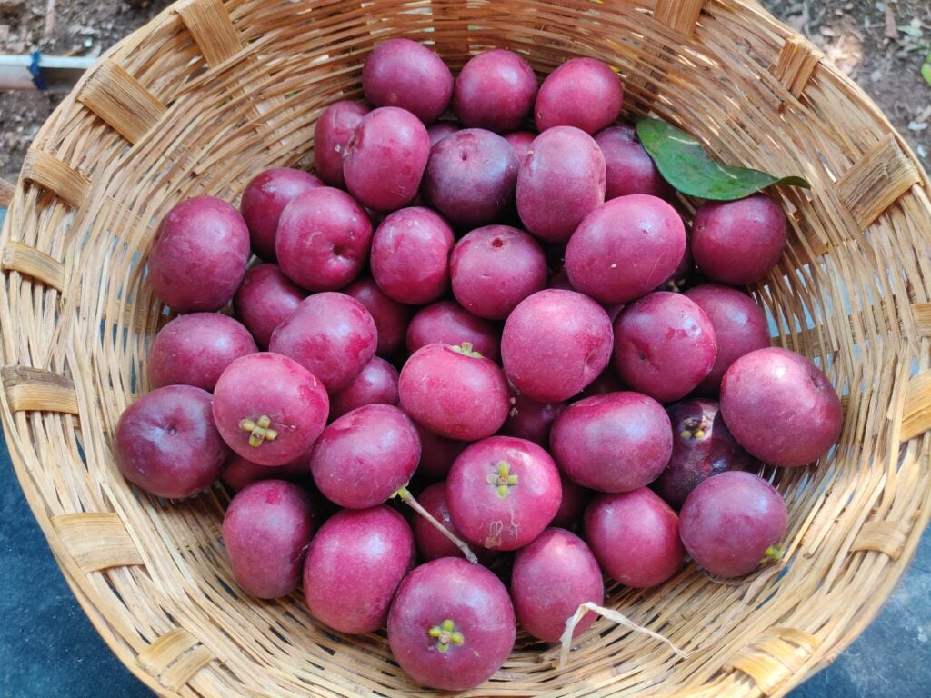 kokum fruit in basket