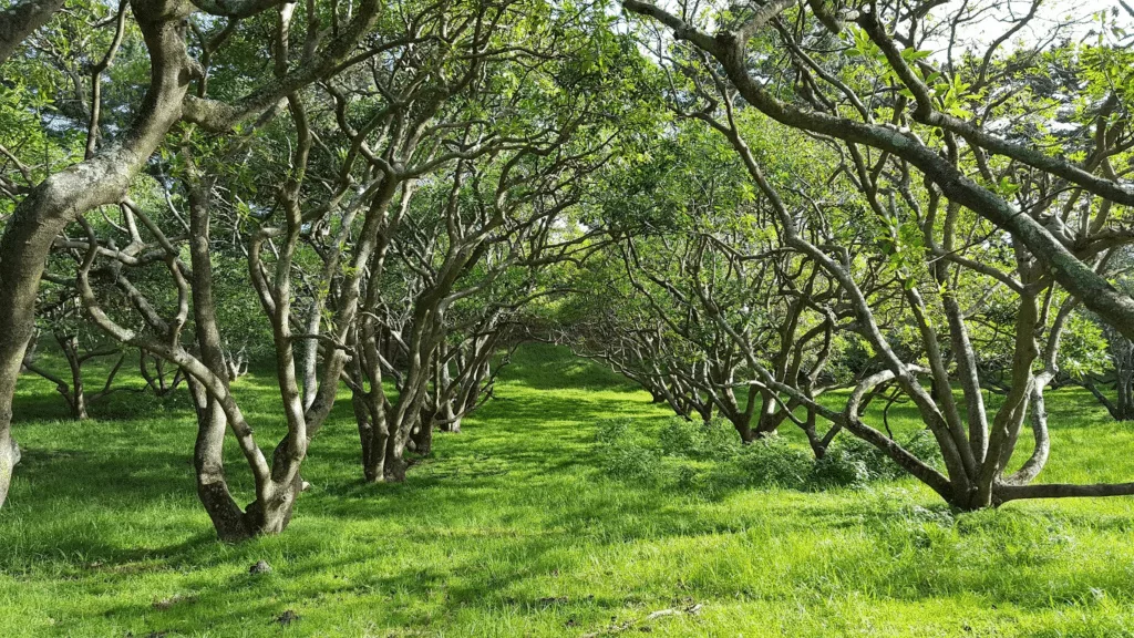 avocado orchard