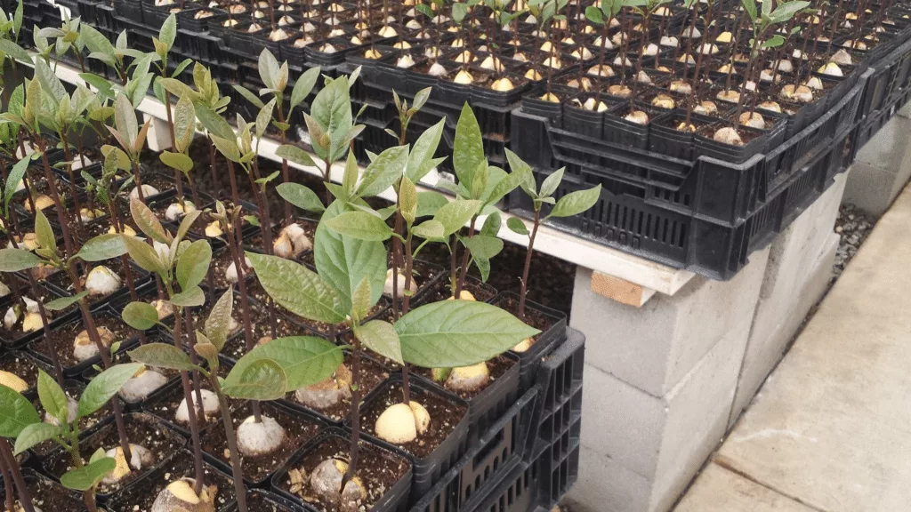 commercial production of avocado seedlings