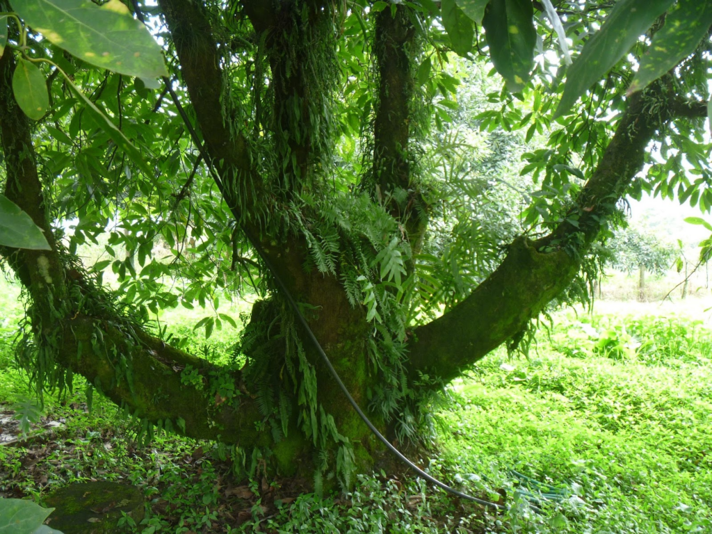 avocado tree with epiphytes