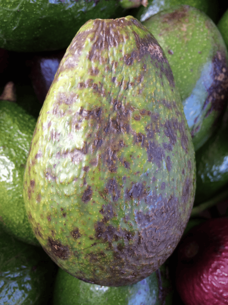 anthracnose fruit rot on avocado