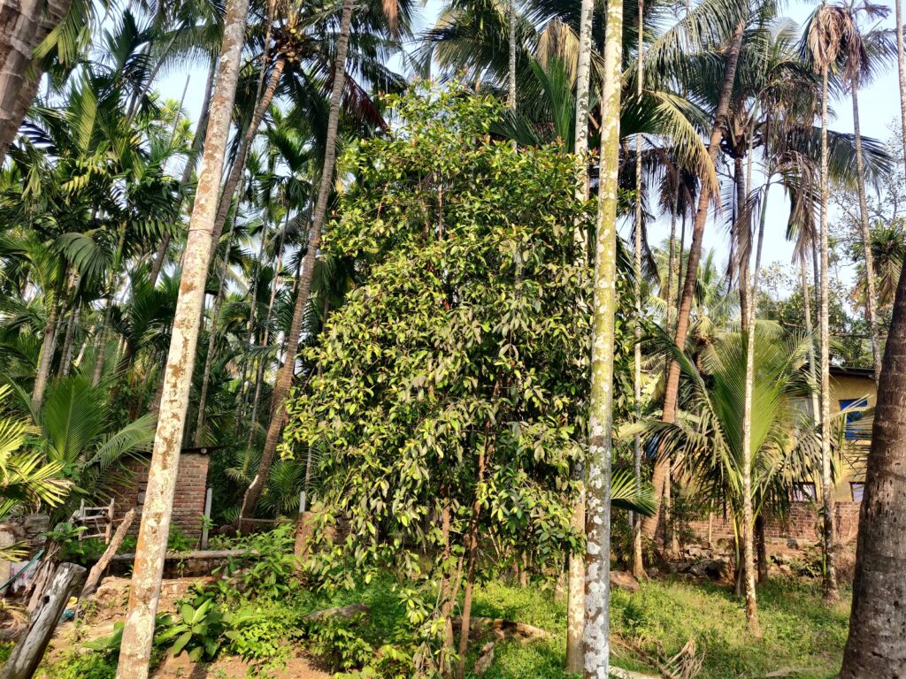 kokum tree