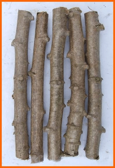 typical cassava cuttings