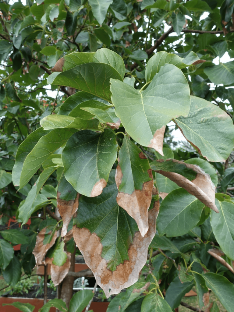 avocado leaf with potassium deficiency