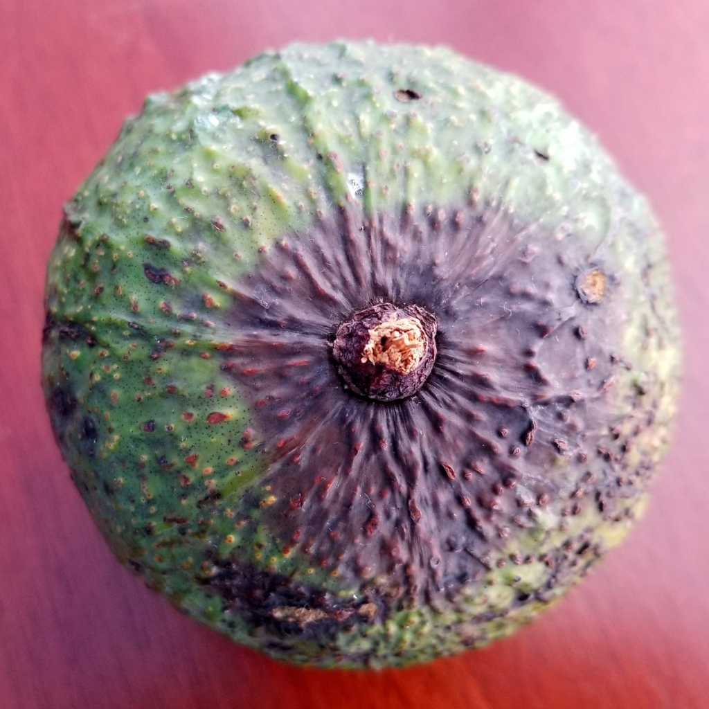 anthracnose fruit rot on top portion of avocado