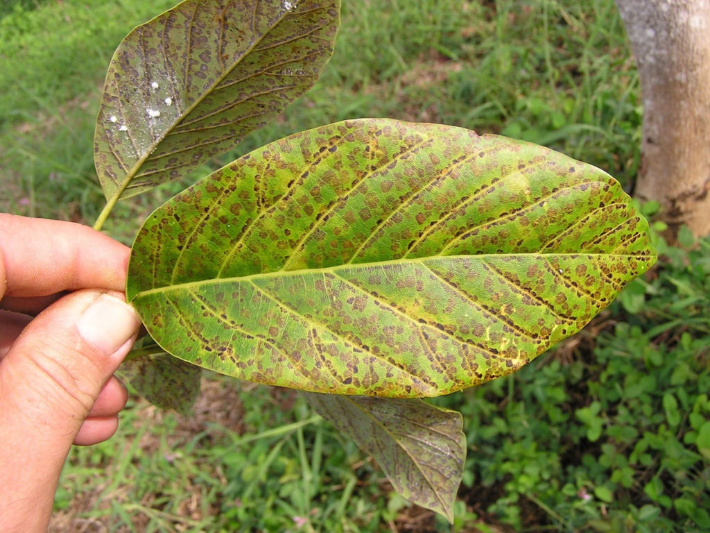 front view of avocado leaf with mite damage