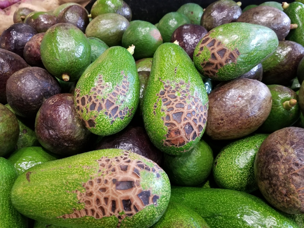 batch of avocado with mechanical injury