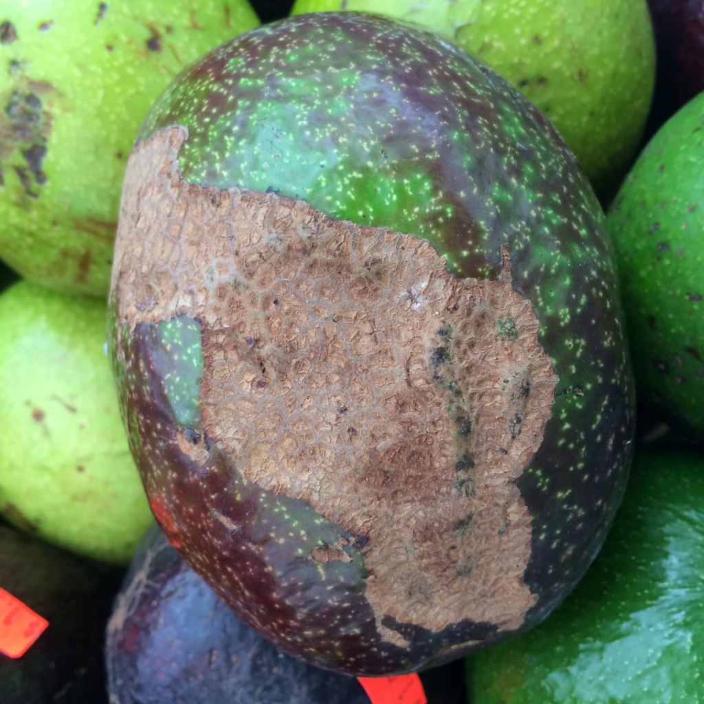 avocado with mechanical injury