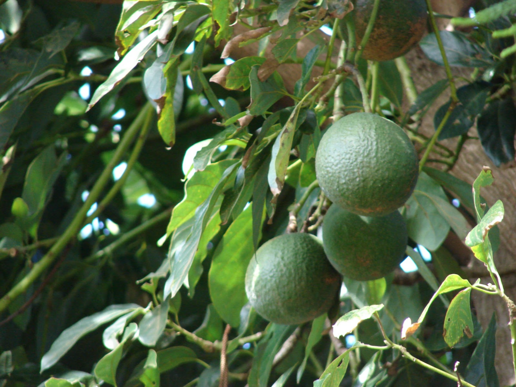 guatemalan avocado called bola
