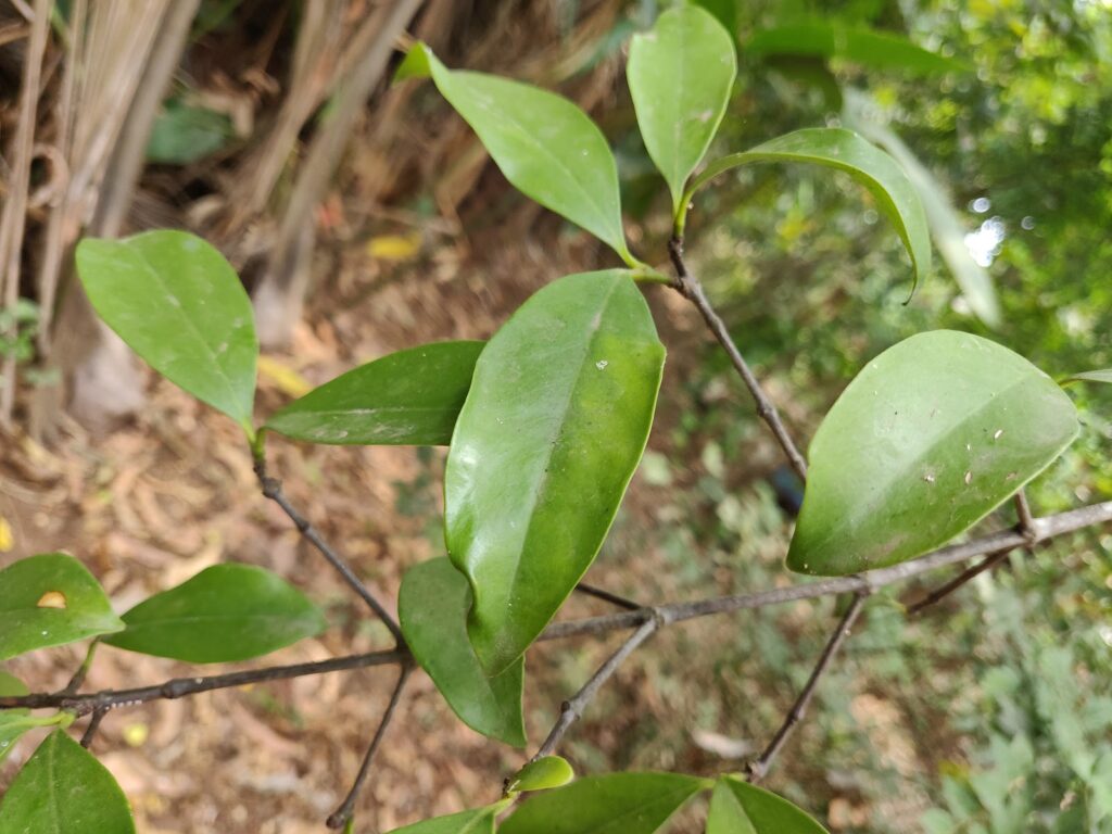 kokum tree leaves