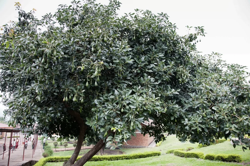 avocado tree