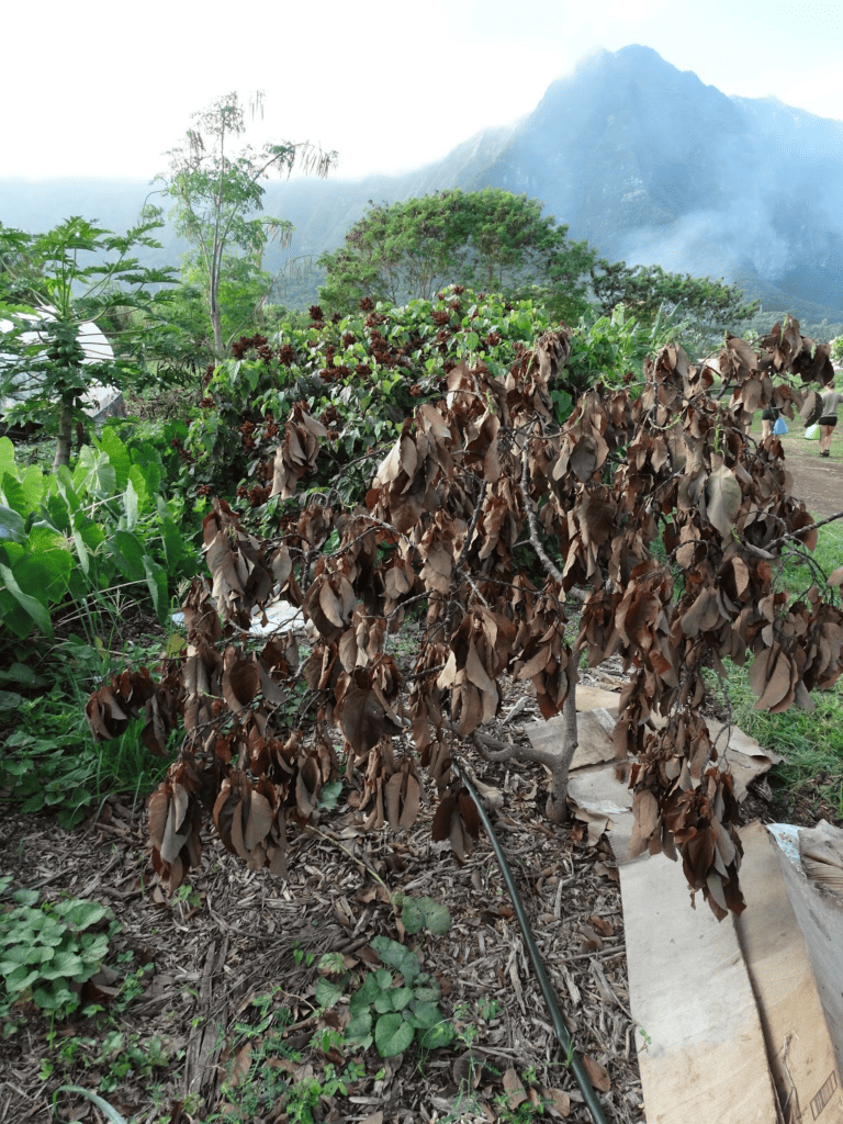 avocado tree affected by phytophthora root rot