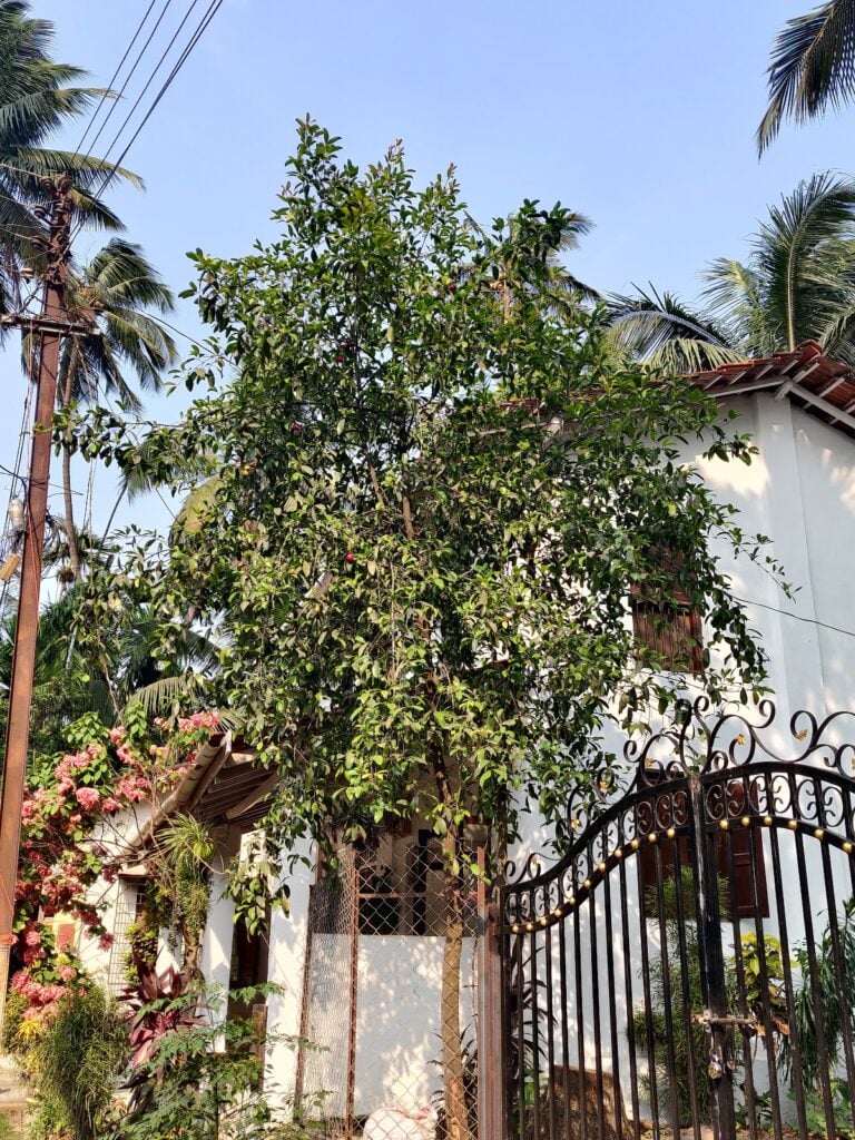 fruiting kokum tree