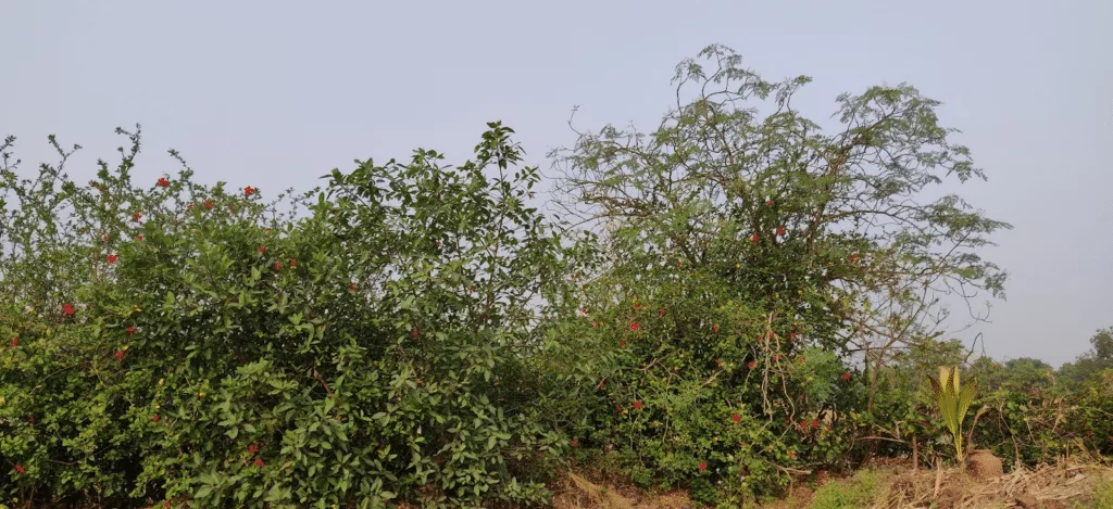 guava and wild fig growing on living fence