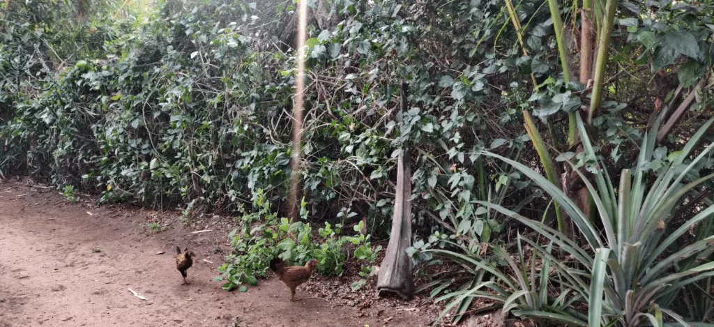 chickens feeding on bugs near living fence