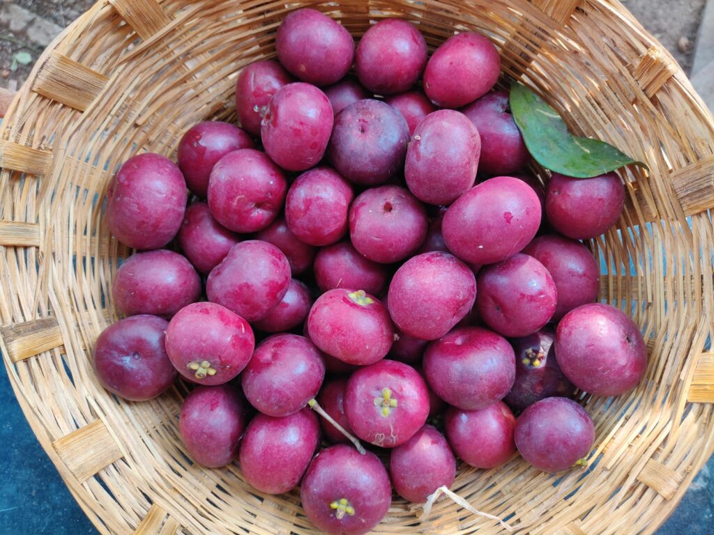 ripe kokum fruit in basket