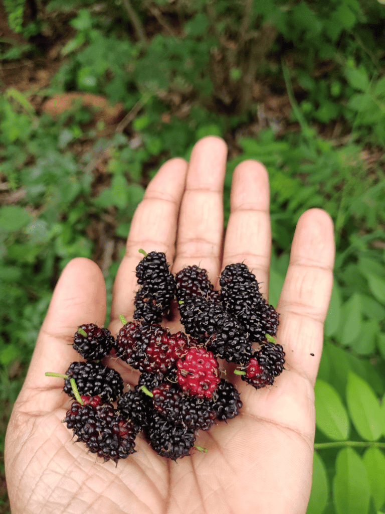 mulberry fruit