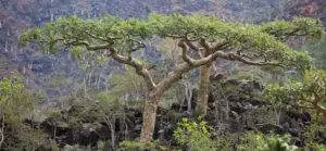 boswellia frankincense tree socotra island
