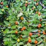 ziziphus mauritiana chinese date, ber, marmalade, indian plum tropical fruit tree. the cultivation of berries.