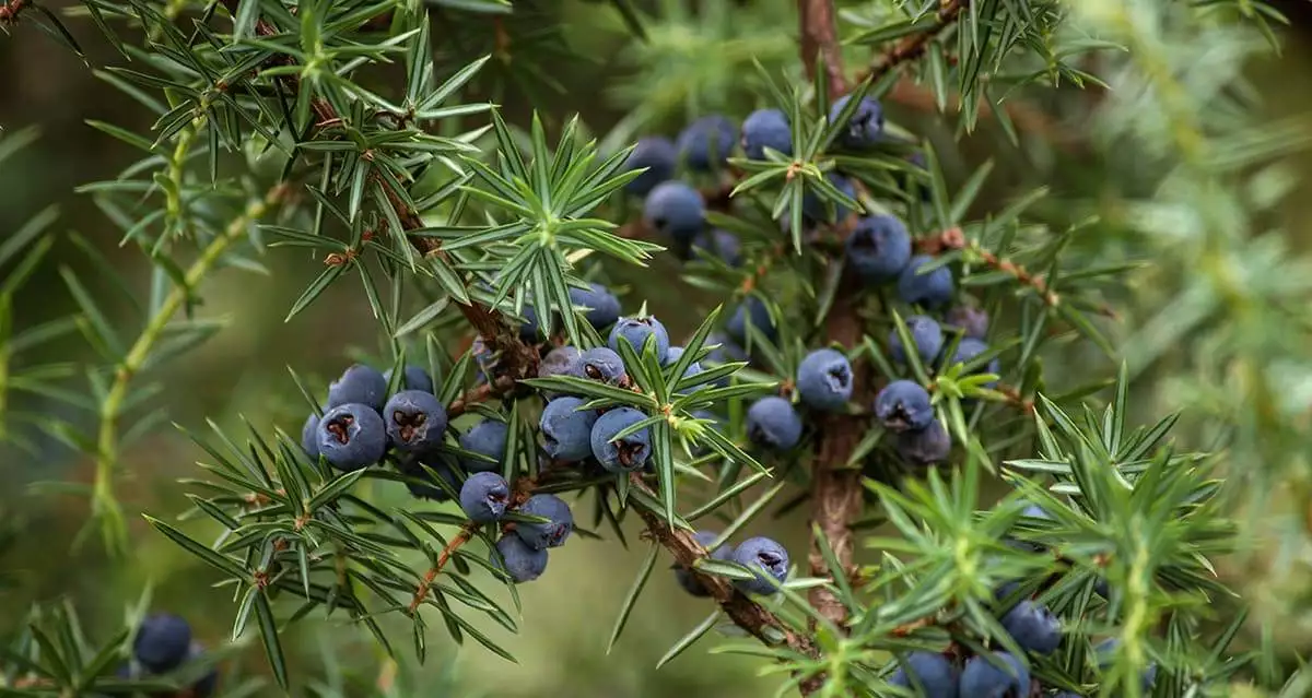 blue berries on a tree of juniper