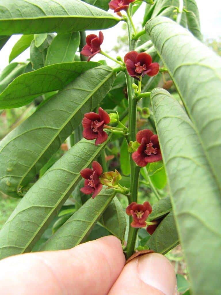 katuk plant (4)