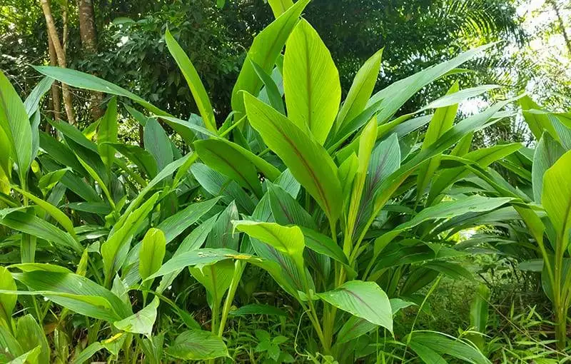 turmeric plant grows wild in the forest
