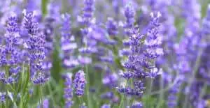 provence lavender field