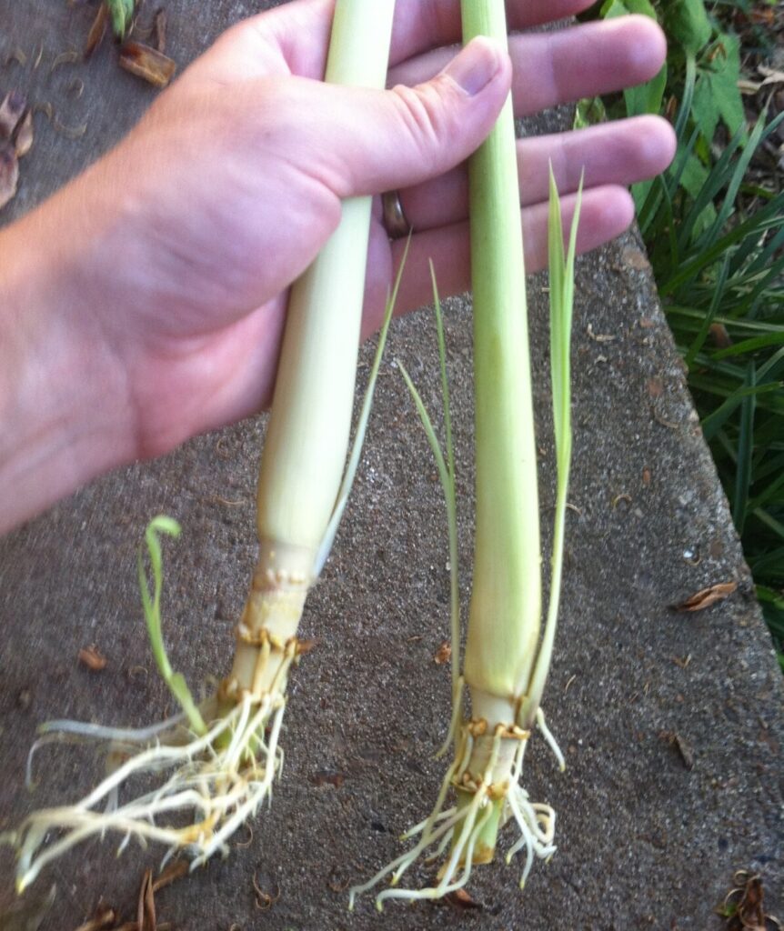 lemon grass rooted in water