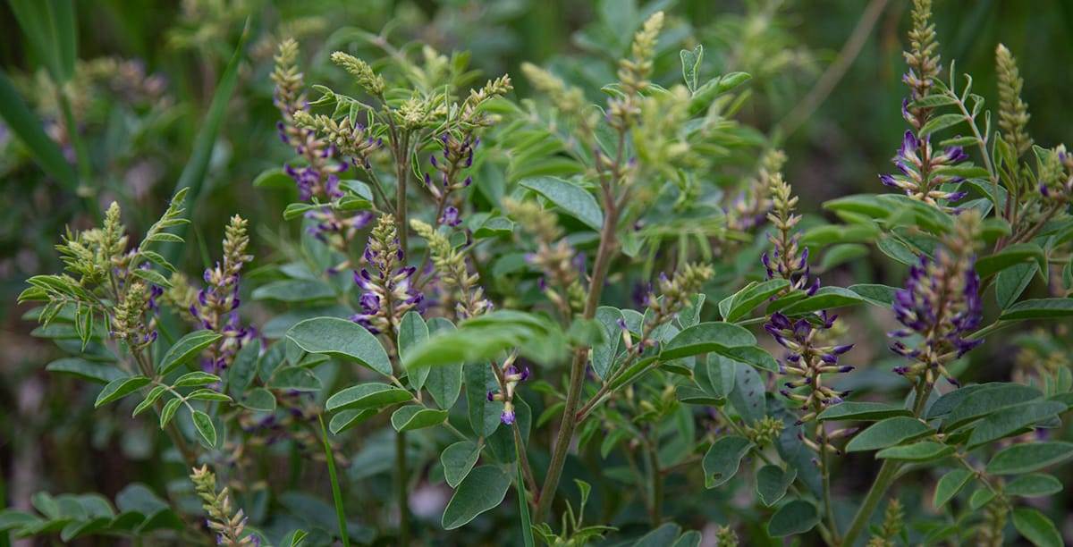 Learn How To Grow The Beautiful Licorice Plant Glycyrrhiza Glabra