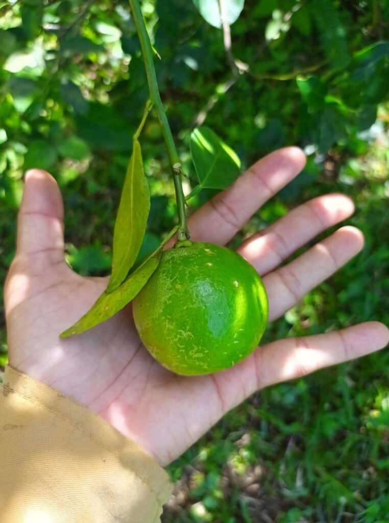 lime fruit in hand