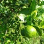 lime fruit on tree