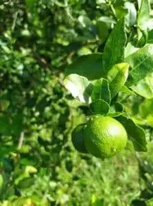 lime fruit on tree