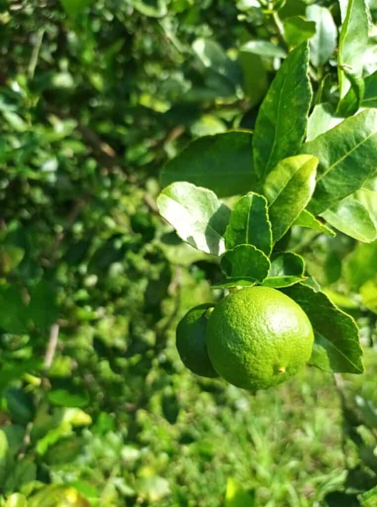 lime fruit on tree