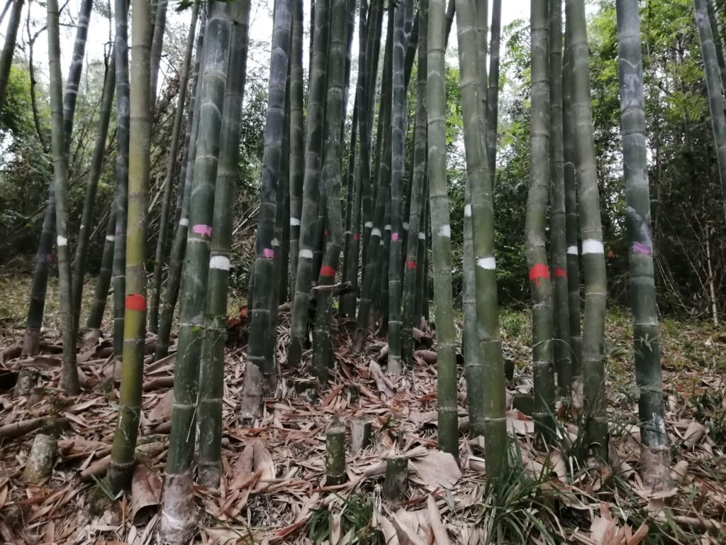 managed clump of bamboo