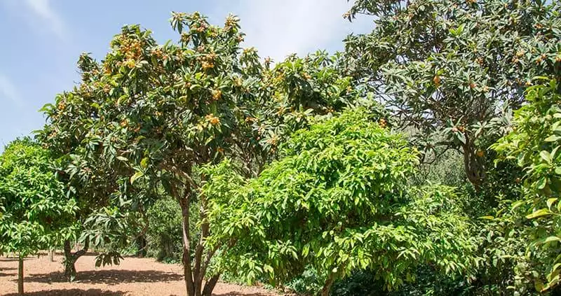 loquat tree with fruits