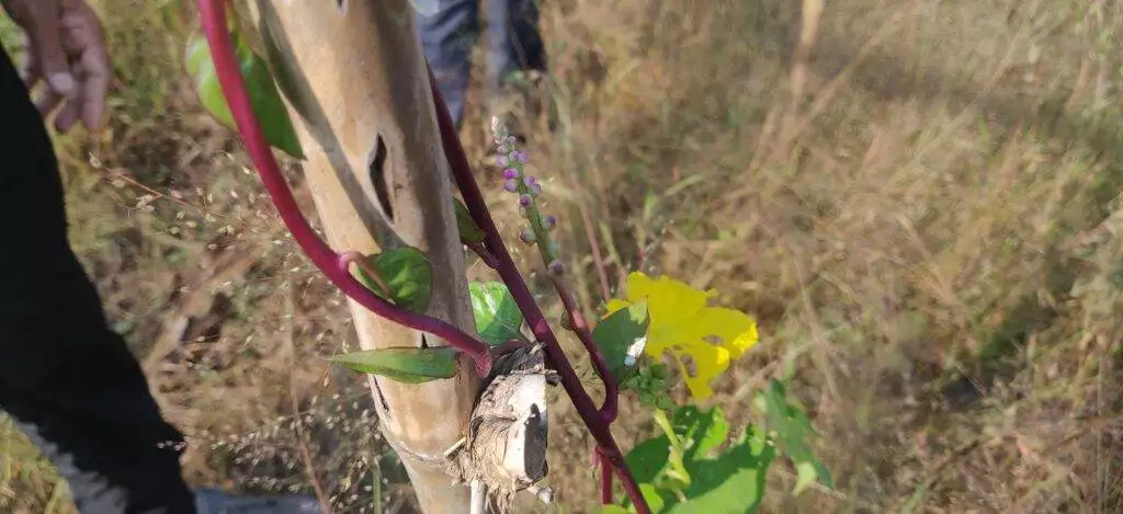 mature spinach stem with nodes