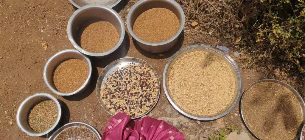 sun drying millets, legumes and vegetable seeds