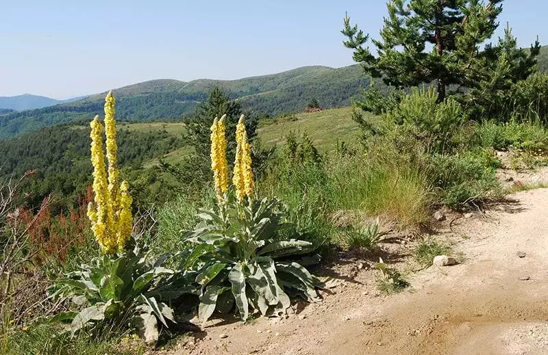 passing along mullein and pines