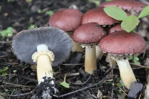mushroom cultivation (1)