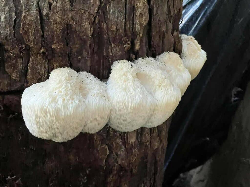 mushroom cultivation (10)